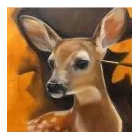 Animais
